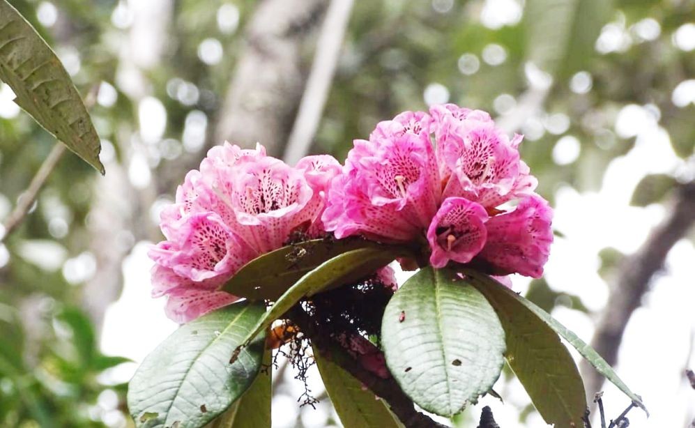 The Rhododendron wattü, which among many flora, is found in the Dzükou valley. (Photo courtesy: Dr Keneikhoto Yano)